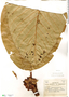 Duroia macrophylla image