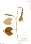 Ipomoea clavata image