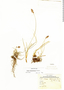 Carex macrorrhiza image