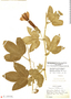 Passiflora tripartita var. mollissima image