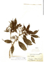 Psychotria monsalveae image
