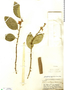 Citrus x aurantiifolia image