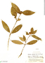 Psychotria adpressipilis image