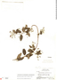 Banisteriopsis pauciflora image