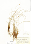 Carex setifolia image