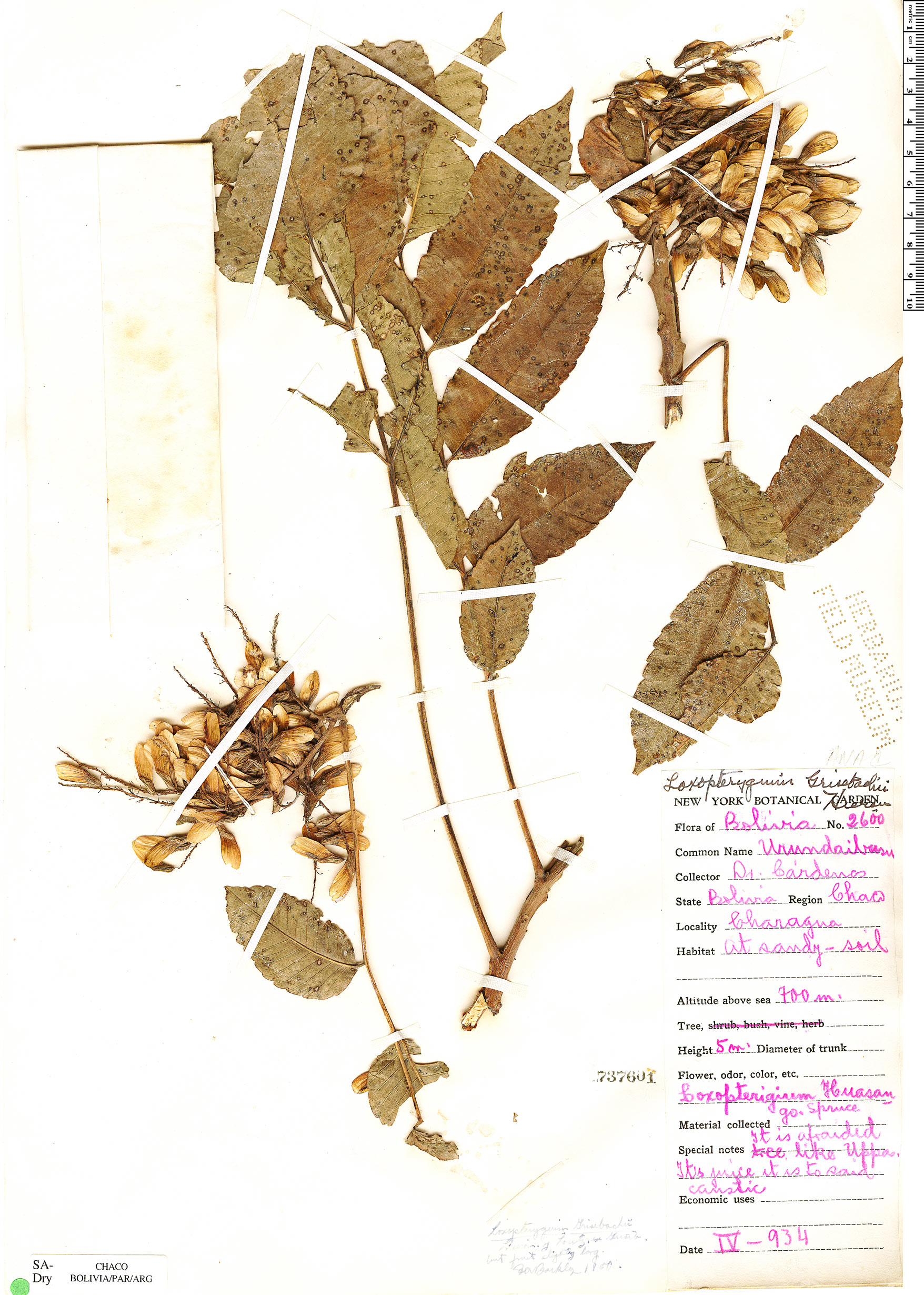 Loxopterygium grisebachii image