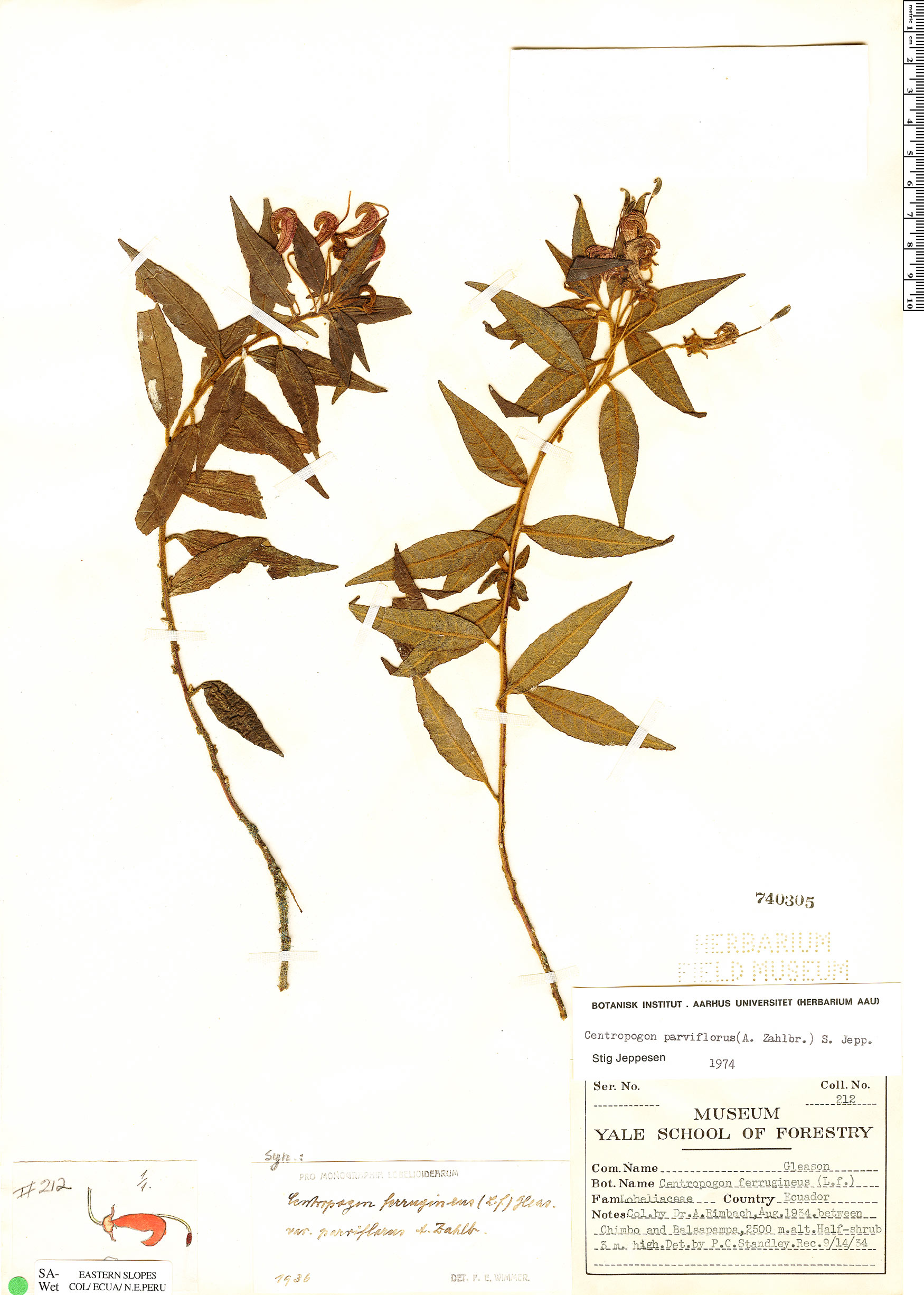 Centropogon parviflorus image