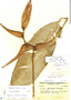 Heliconia tortuosa image