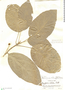 Morisonia oblongifolia image