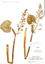 Eichhornia paniculata image