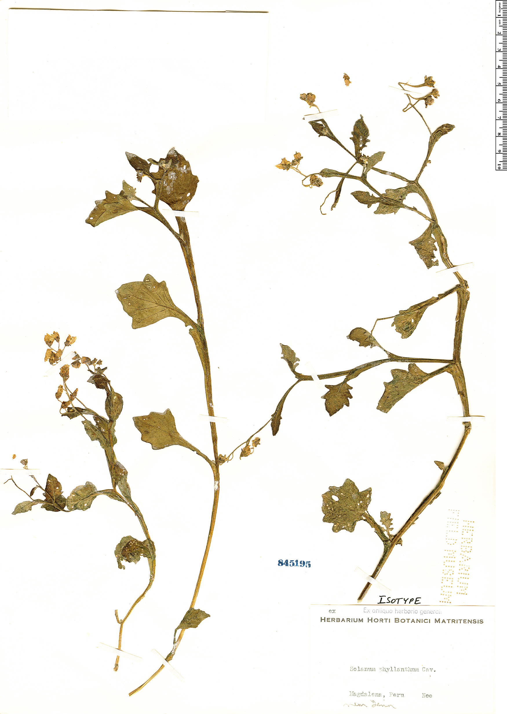 Solanum phyllanthum image