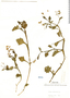 Solanum phyllanthum image