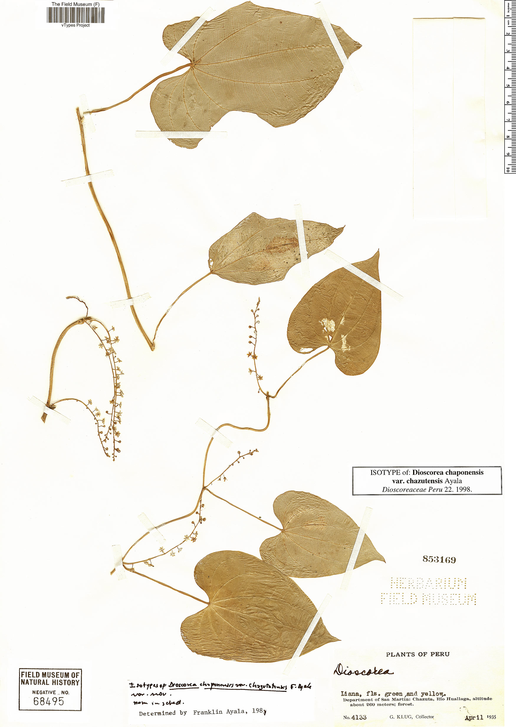 Dioscorea chaponensis image