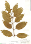Colubrina glandulosa image