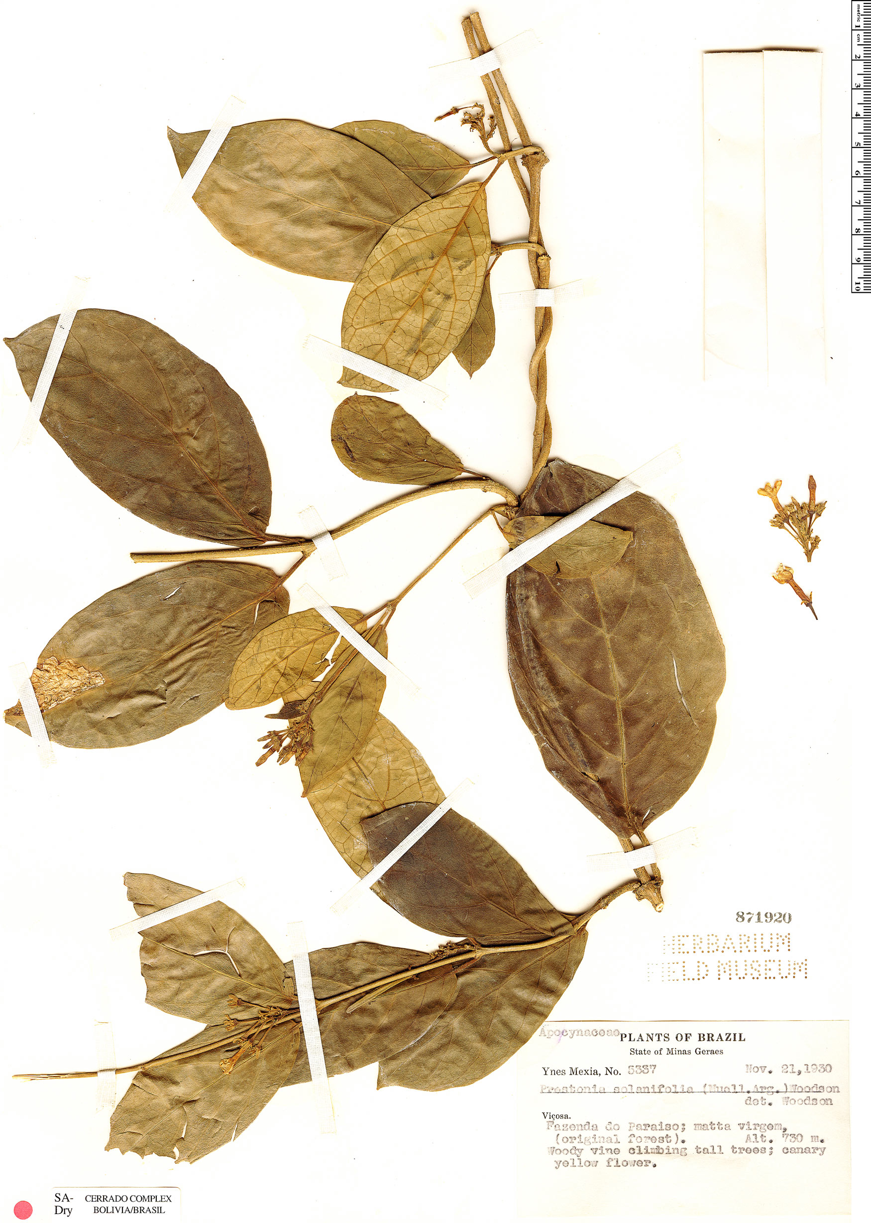 Prestonia solanifolia image