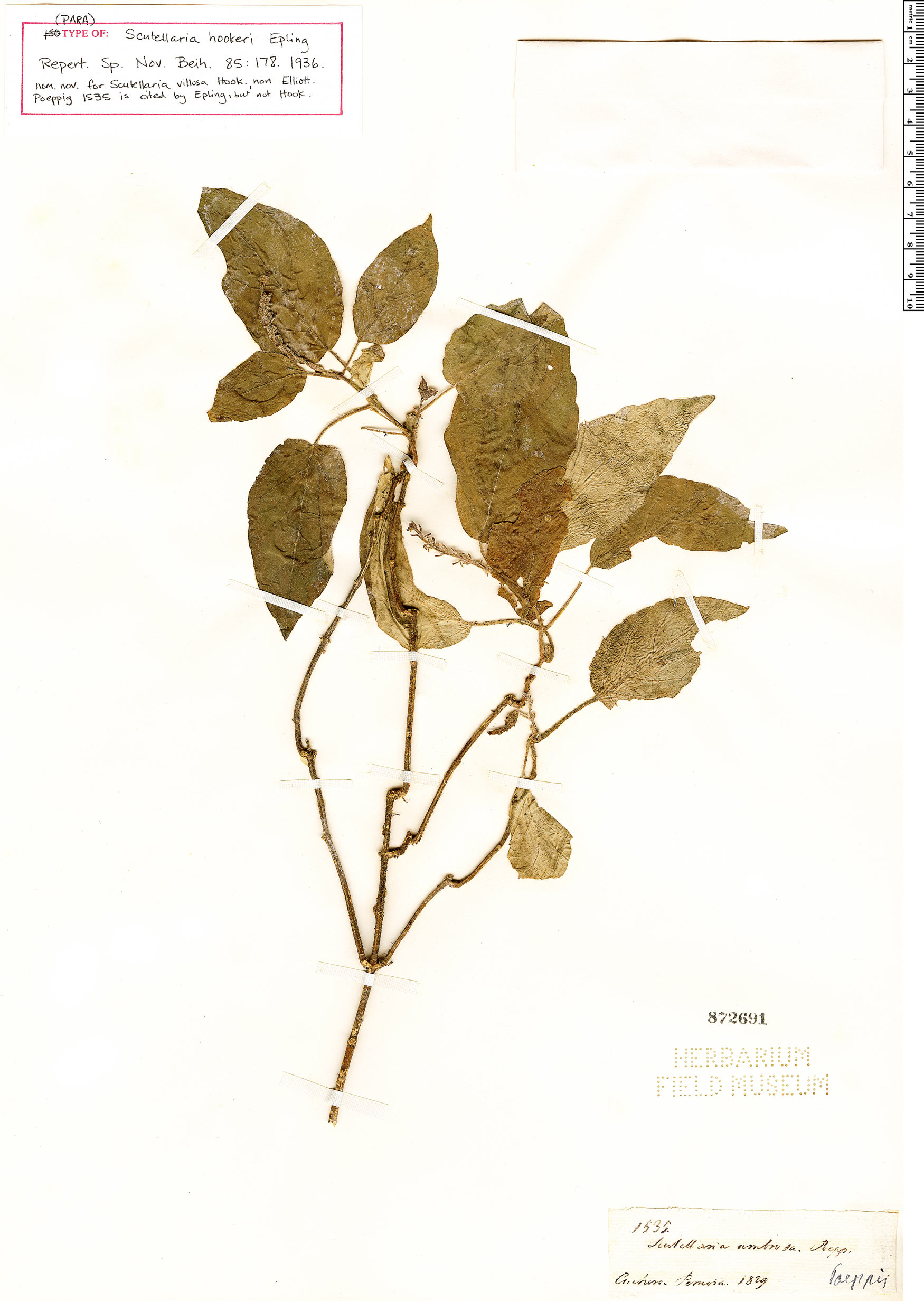 Scutellaria hookeri image