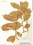 Moutabea longifolia image