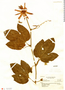 Passiflora speciosa image