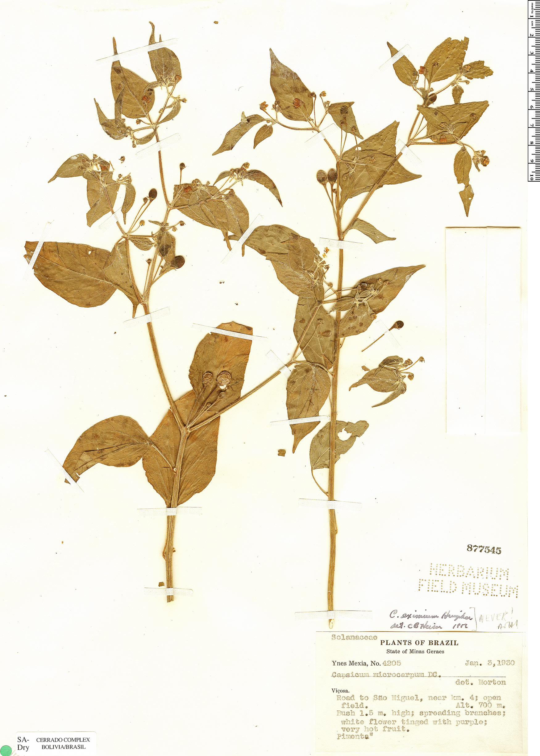 Capsicum baccatum var. praetermissum image