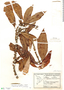 Ecclinusa ramiflora image