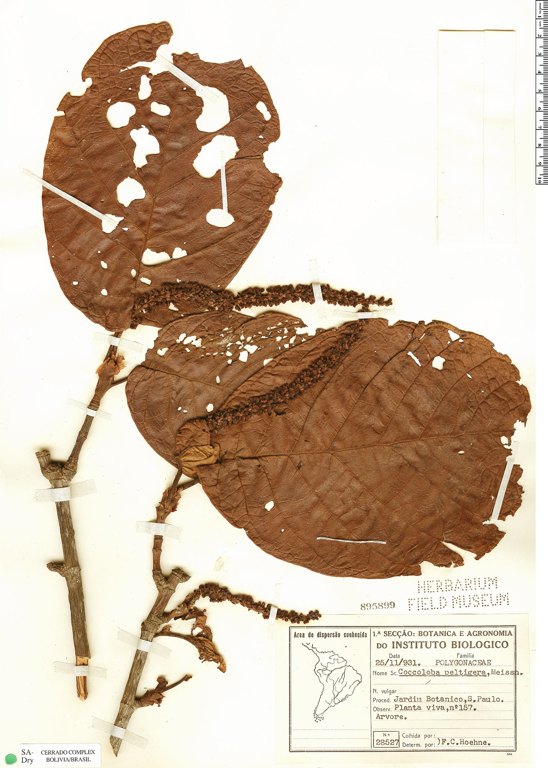 Coccoloba alnifolia image