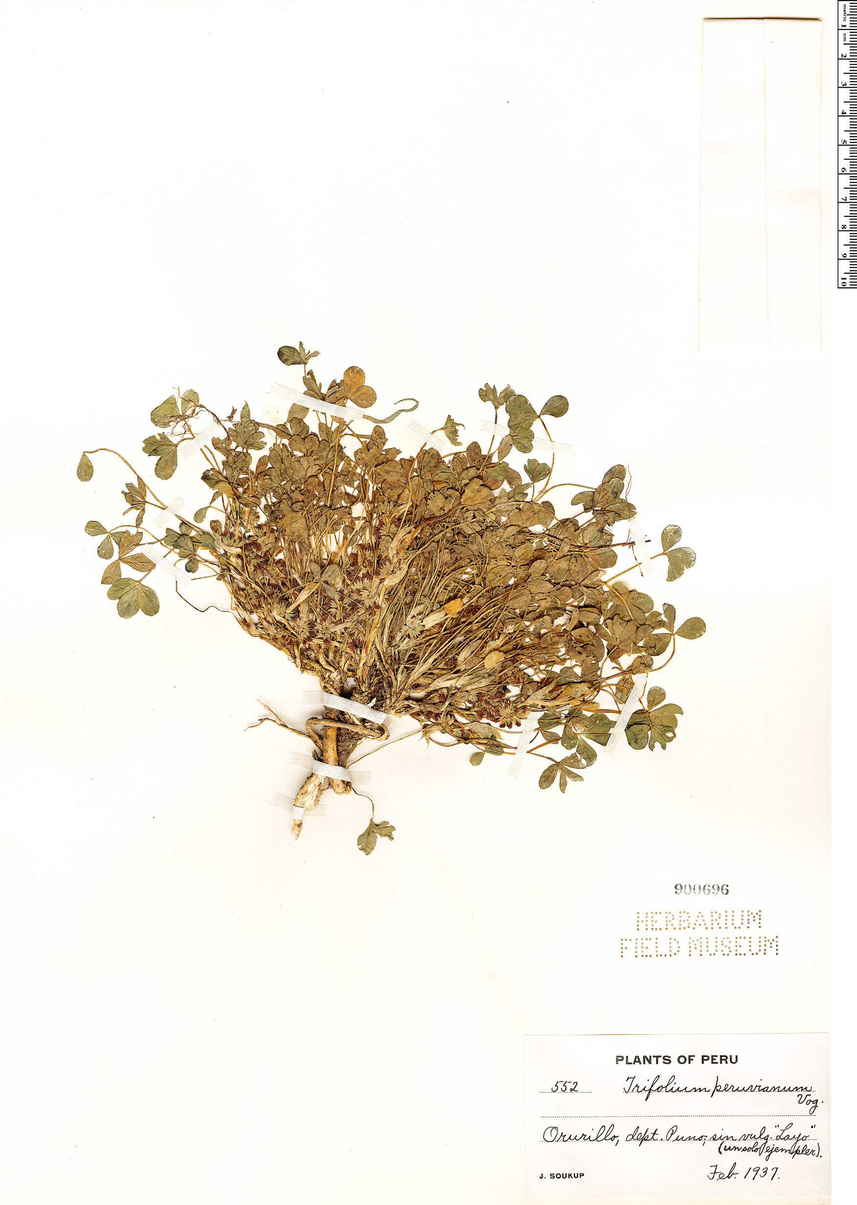 Trifolium peruvianum image