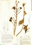 Lafoensia acuminata image