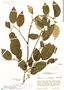 Frangula discolor image
