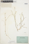 Linum oligophyllum image