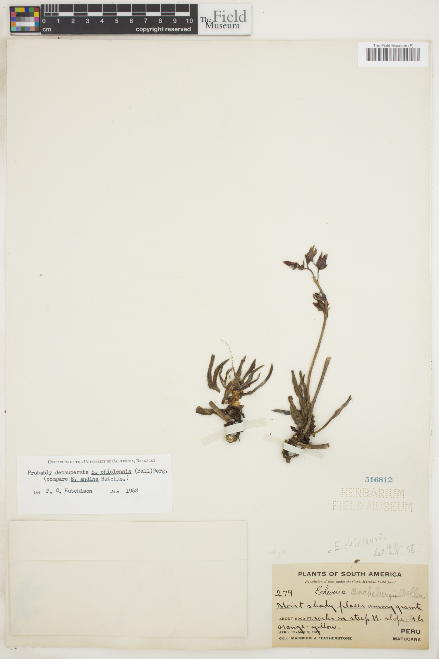 Echeveria chiclensis image