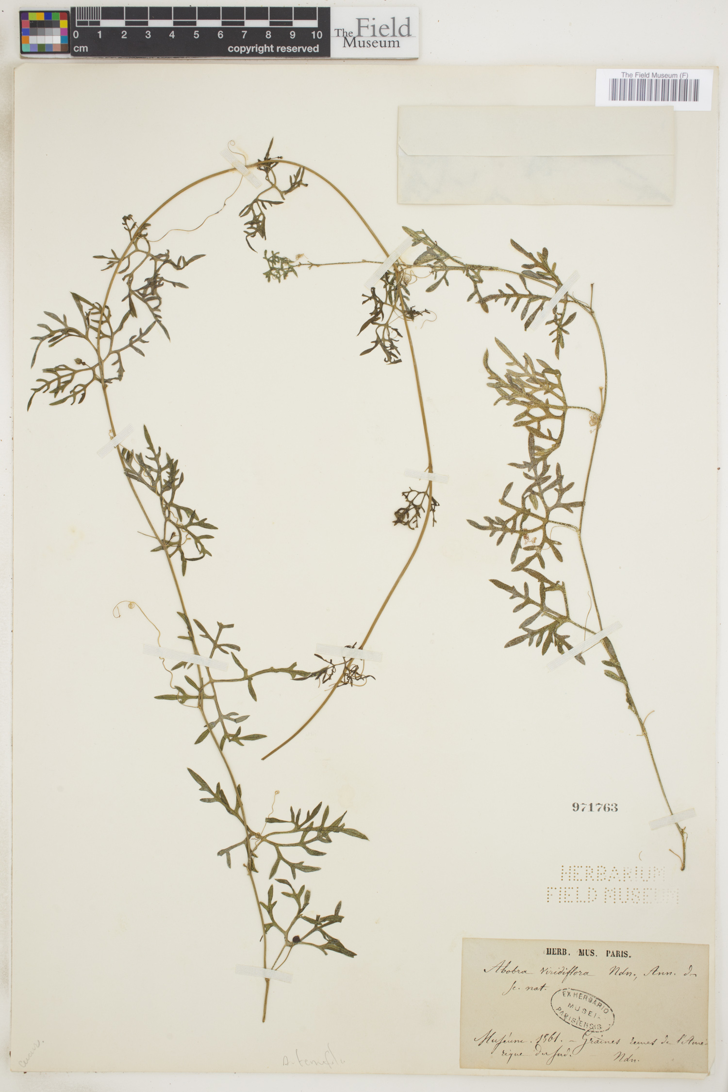 Abobra tenuifolia image