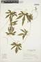 Apodanthera laciniosa image