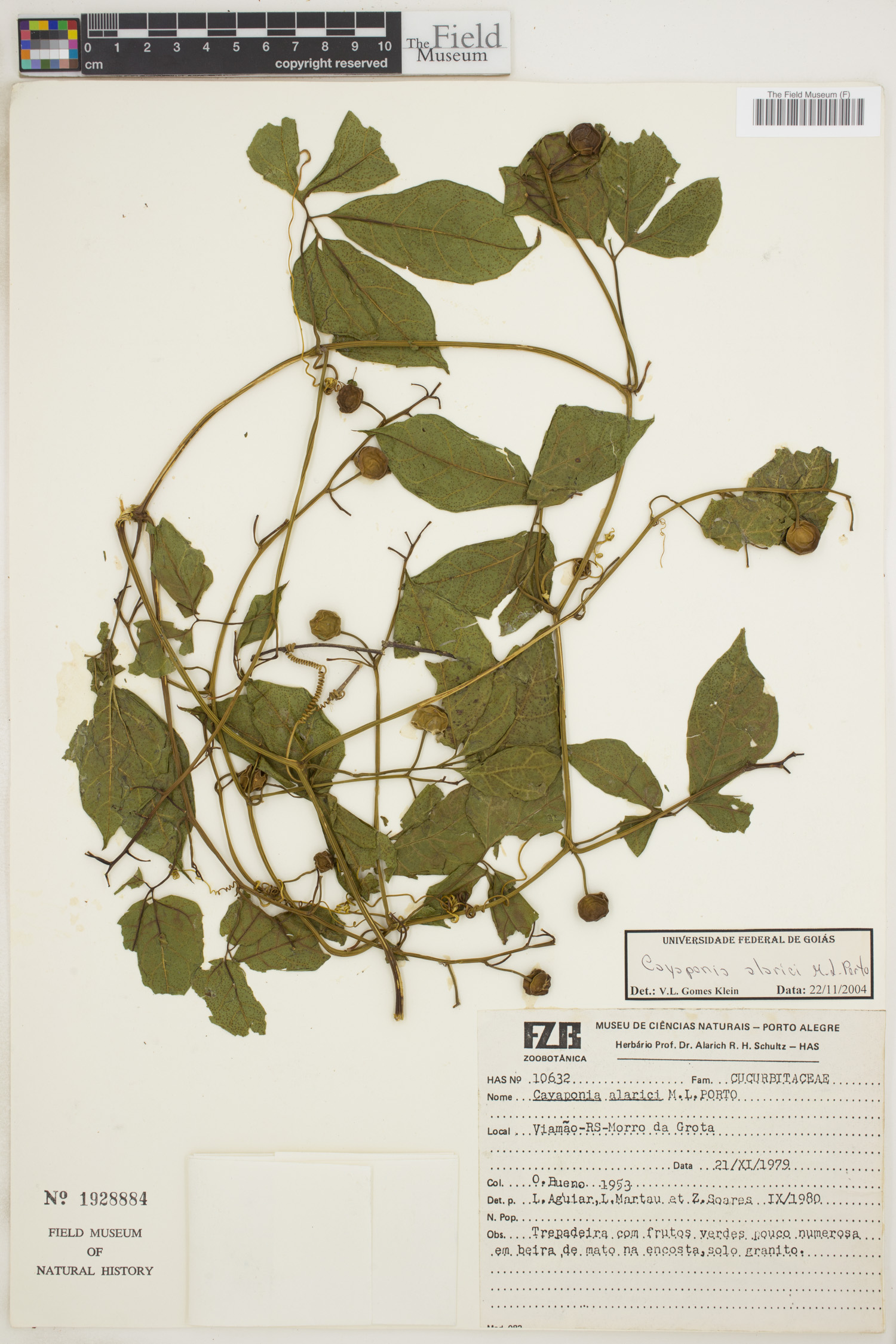 Cayaponia alarici image