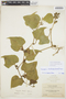 Cayaponia citrullifolia image