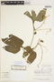 Cayaponia cruegeri image