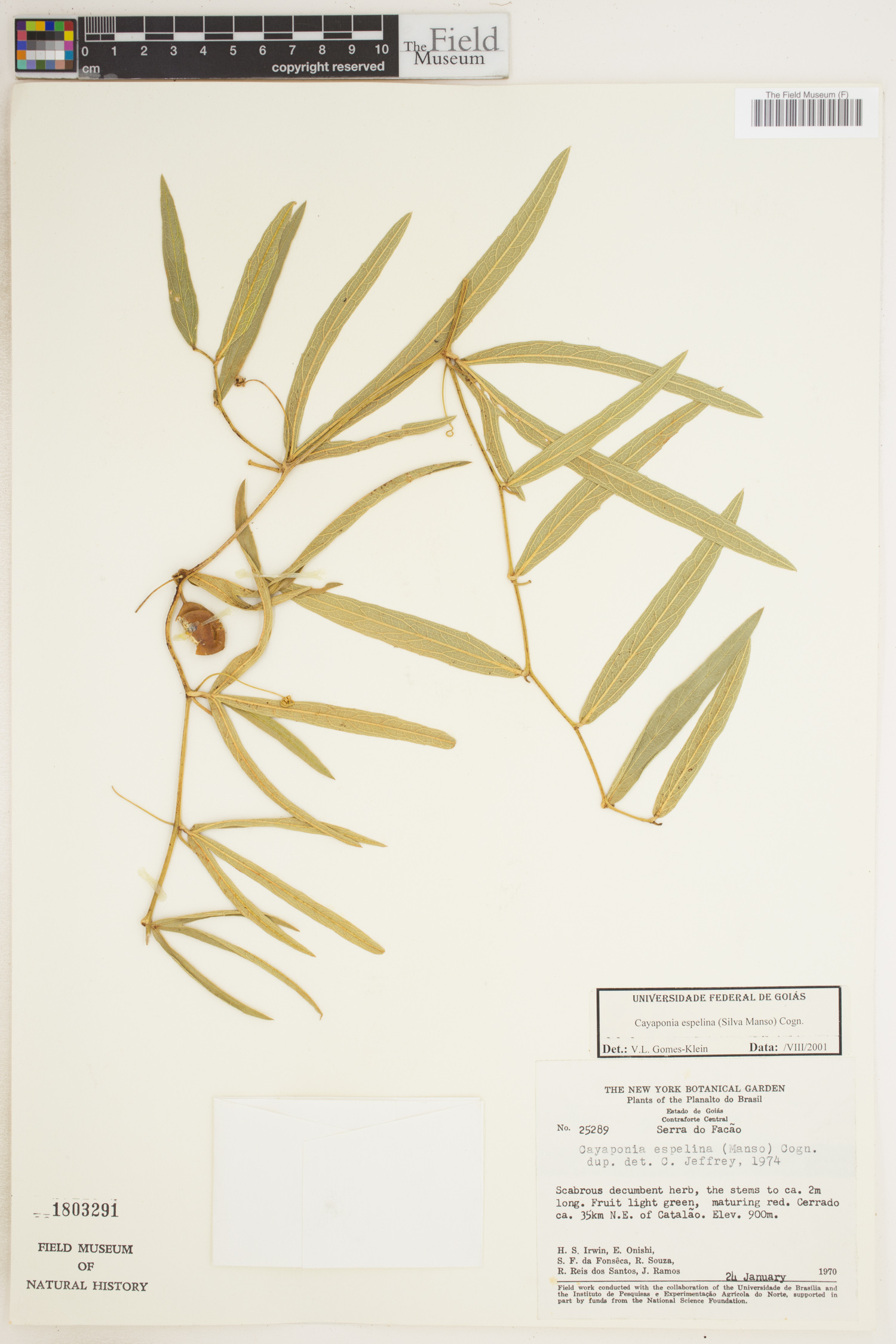 Cayaponia espelina image