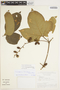 Cayaponia ferruginea image