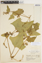 Cayaponia floribunda image