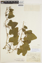 Cayaponia floribunda image