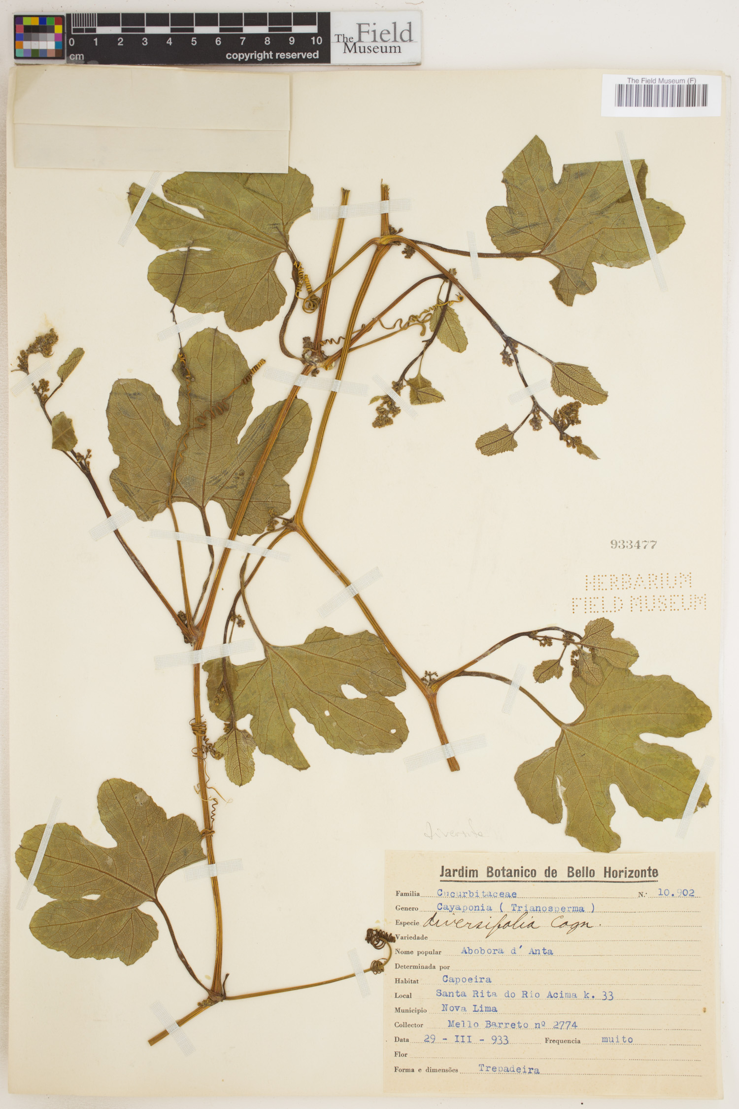 Cayaponia diversifolia image
