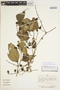 Cayaponia glandulosa image
