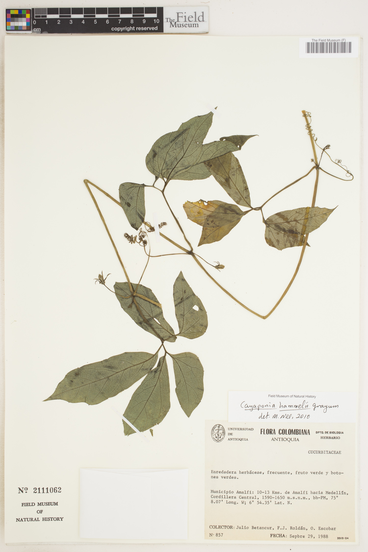 Cayaponia hammelii image