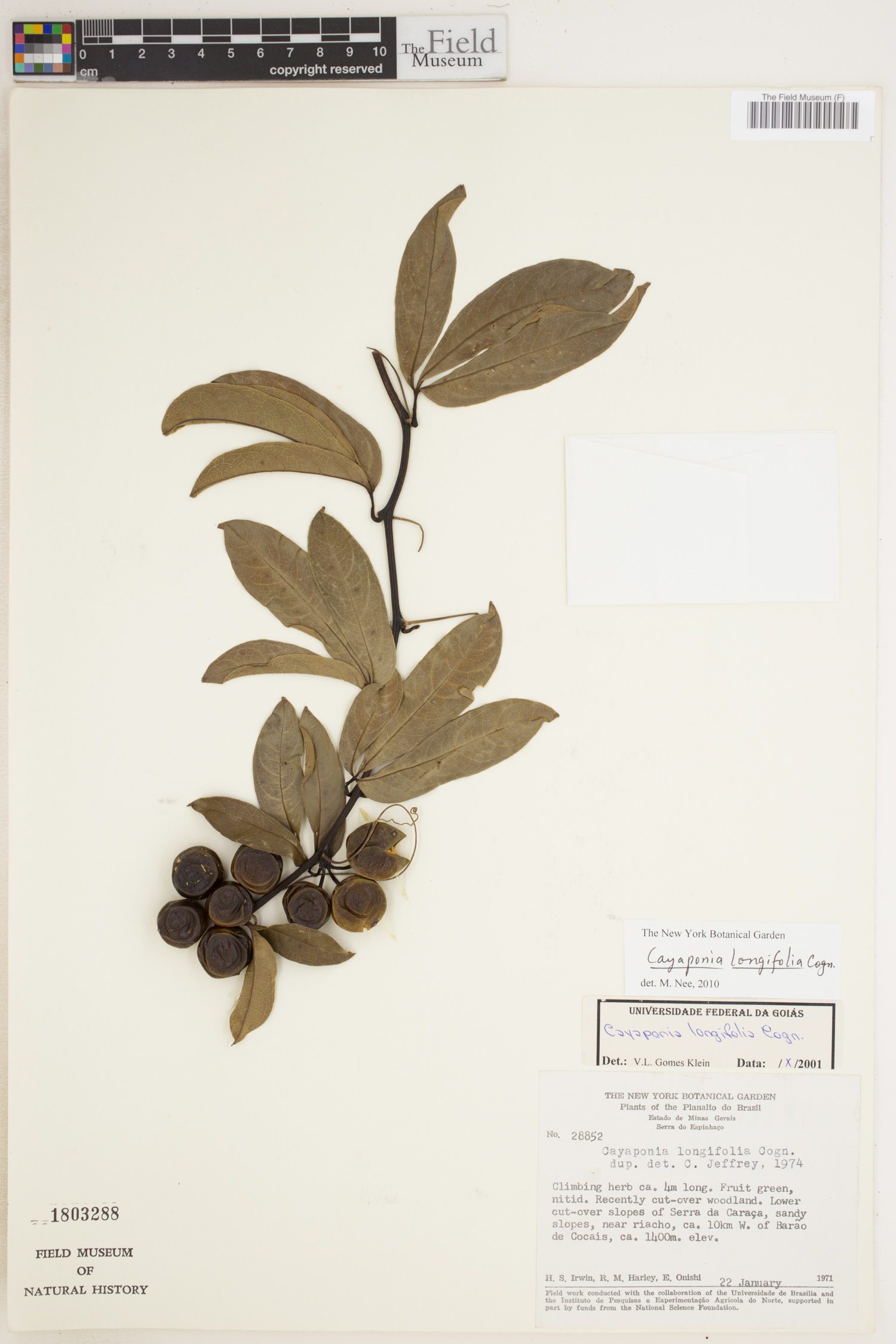 Cayaponia longifolia image
