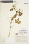 Cayaponia martiana image
