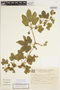 Cayaponia martiana image