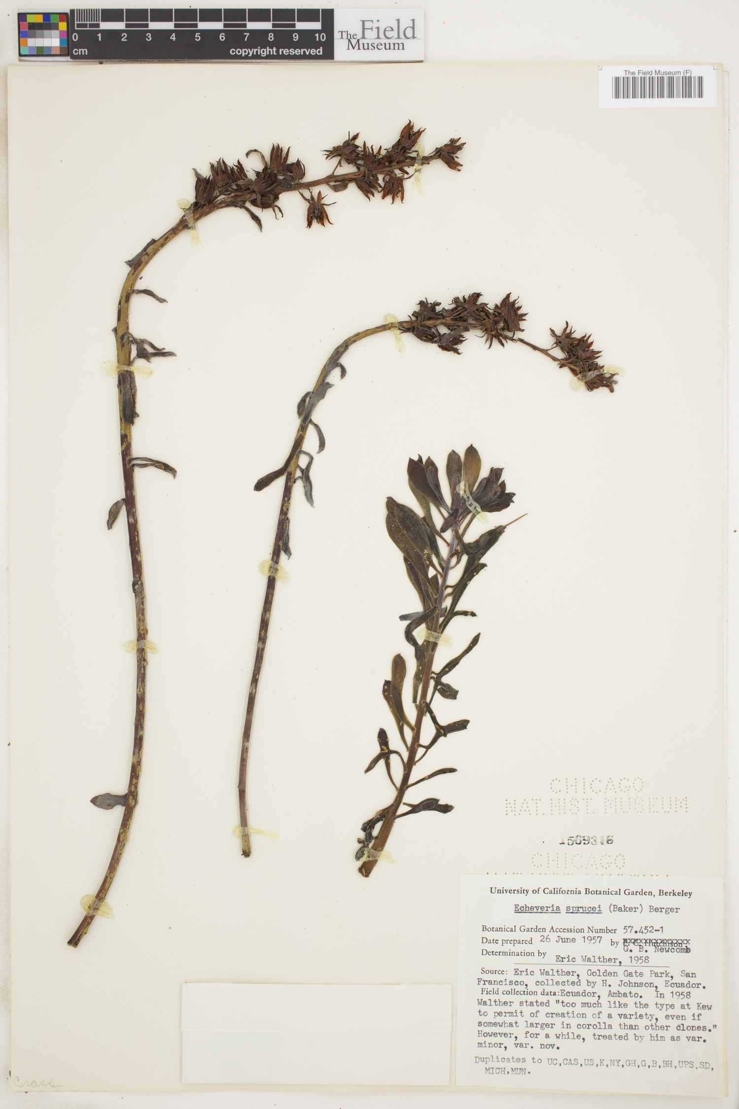Echeveria quitensis var. sprucei image