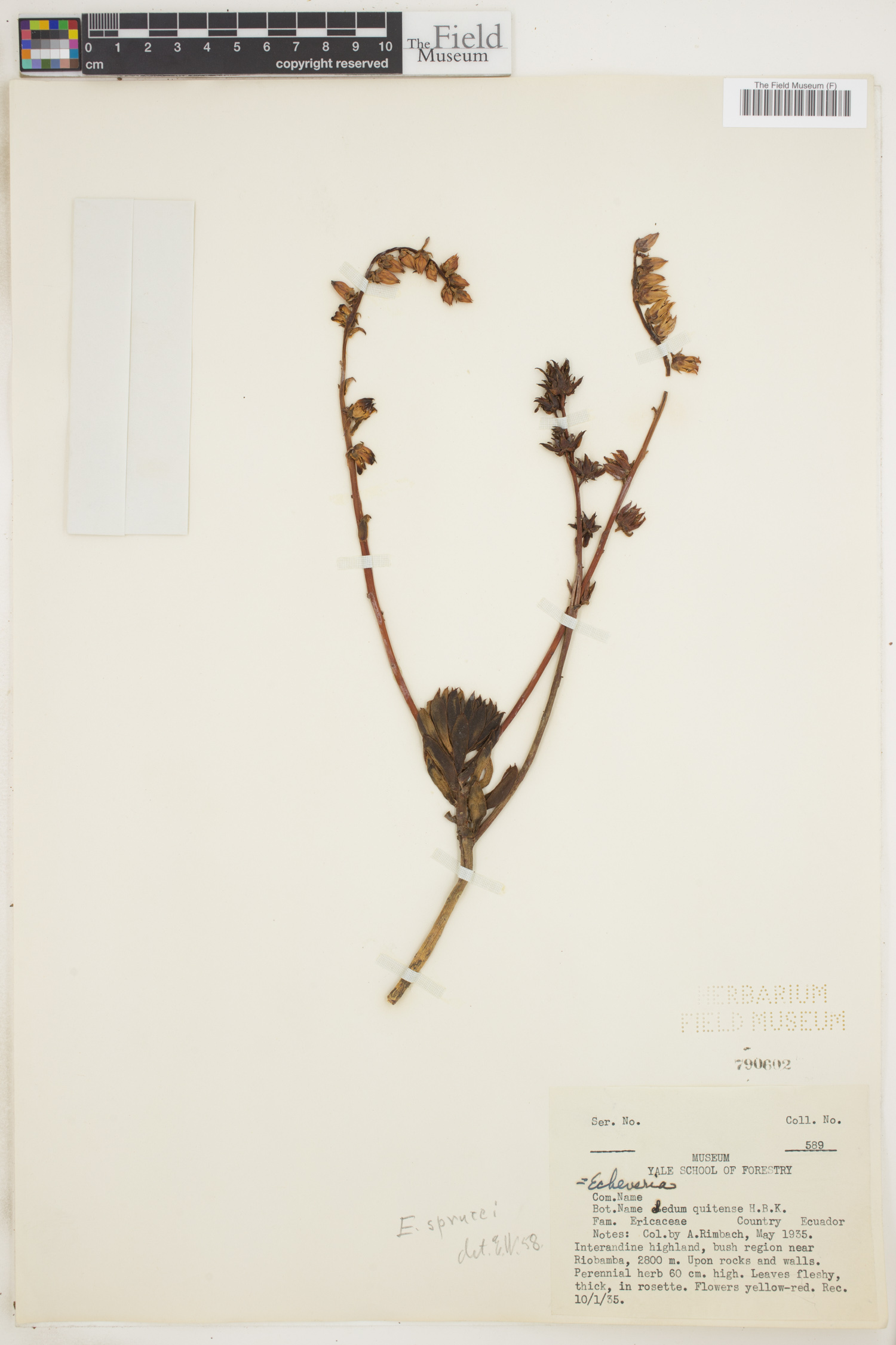 Echeveria quitensis var. sprucei image
