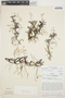 Epidendrum microphyllum image