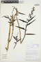 Epidendrum rugulosum image