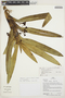 Maxillaria cordyline image